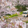Đẹp đến ngỡ ngàng mùa hoa Anh Đào ở Nhật Bản