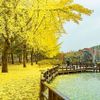 Khám phá đảo Nami đẹp đến nao lòng mùa thu vàng
