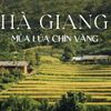 Hà Giang mùa lúa chín vàng khắp vùng trời phía Bắc nước ta