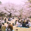 Trải nghiệm lễ hội hoa anh đào Hanami rưc rỡ nhất Nhật Bản