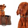 “Choáng” với BST dành cho thú cưng của Fendi