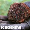 Vì sao Truffle là loại nấm đắt đỏ nhất thế giới?