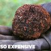 Vì sao Truffle là loại nấm đắt đỏ nhất thế giới?