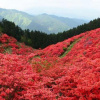Chiêm ngưỡng sắc đỏ mùa thu giữa bạt ngàn màu xanh mùa hè