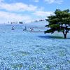 Thiên đường hoa nở quanh năm ở Nhật Bản