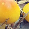 Kỳ lạ đặc sản Trứng gà ngoi lên từ lòng đất, giá nửa triệu đồng/kg