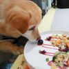 Nhà hàng dành cho thú cưng đầu tiên tại Thượng Hải
