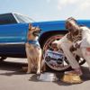 Snoop Dogg ra mắt thương hiệu thời trang thú cưng Snoop Doggie Doggs