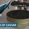 Tại sao trứng cá muối lại đắt như vậy ?