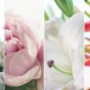 Câu chuyện dược phẩm làm đẹp từ hoa của các thương hiệu cao cấp