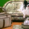 Gucci mở rộng danh mục sản phẩm với phụ kiện thú cưng cao cấp