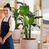 Louisa Lim trở thành nữ hoàng món tráng miệng châu Á như thế nào?