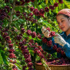 Nguồn cung suy yếu, xuất khẩu cà phê tiếp tục được lợi về giá