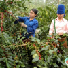 Chuẩn bị vào vụ mới, xuất khẩu cà phê dự kiến tăng trở lại