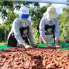 Giá Robusta duy trì đà tăng, xuất khẩu cà phê được lợi