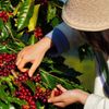 Nguồn cung được bổ sung, giá cà phê xuất khẩu quay đầu giảm