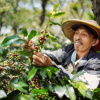 Giá cà phê Arabica tăng phi mã, xuất khẩu cà phê Việt Nam được lợi