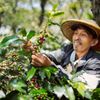 Giá cà phê Arabica tăng phi mã, xuất khẩu cà phê Việt Nam được lợi