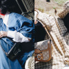 Ra mắt túi Gucci làm bằng Demetra chất liệu không dùng da động vật