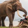 Chàng trai Tây Nguyên làm du lịch thân thiện với voi