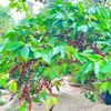 Đắk Lắk: Nhiều nội dung đặc sắc tại Lễ hội Cà phê Buôn Ma Thuột lần thứ 8 năm 2023