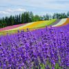 Lạc bước vào cánh đồng hoa oải hương khổng lồ ở Hokkaido với tour 7N6Đ