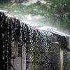 Khám phá cuộc sống ở nơi mưa nhiều nhất thế giới.