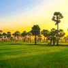 Xứ sở thốt nốt ở vùng đất thiêng Bảy Núi, An Giang