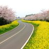 Tour du lịch đảo Jeju từ TPHCM: Hành trình 4 ngày 3 đêm đầy đủ nhất