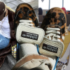 Có mẫu sneaker của adidas đang được bán với giá gần 70 triệu