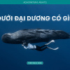 Từ Maldives đến Madagascar: Vạn dặm dưới đáy đại dương