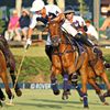 Polo thú chơi quý tộc của giới thượng lưu