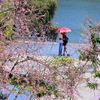 Mùa hè lên Đà Lạt, vẫn thấy hoa mai anh đào nở rực rỡ