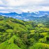 Hà Giang: Mê mẩn ‘bức tranh’ ruộng bậc thang mùa lúa xanh ở Hoàng Su Phì