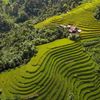 Mùa lúa vẹn nguyên sau bão, Hà Giang mời khách trở lại