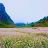 Tuyên Quang: Từ sắc hoa vùng đá đến động lực phát triển du lịch