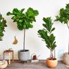 Mệnh Mộc đừng bỏ lỡ 10+ loài cây “hút lộc như nam châm” này