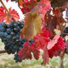 3 nhà máy rượu vang nổi tiếng ở Rioja, Tây Ban Nha