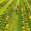 Du lịch Đồng Tháp có gì chơi? Top điểm đến đẹp mê hồn