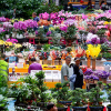 Chợ hoa Đấu Nam – Thiên đường hoa tươi bậc nhất châu Á