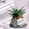 Trồng nha đam ở đâu để thu hút may mắn và thịnh vượng?