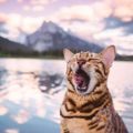 Boss Suki Cat với những khoảnh khắc “đốn tim” gần 2 triệu fan hâm mộ-10