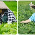 Tô Văn Lộc