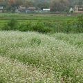 Đến Mai Châu hòa mình vào thiên nhiên núi rừng tĩnh lặng - 18