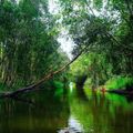 5 rừng tràm đẹp nhất miền Tây - 14