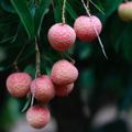 Vải – loại quả đặc trưng mùa hè đã xuất hiện trong nhiều món ăn thuộc những nhà hàng cao cấp tại Việt Nam.