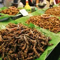 Có thể bạn chưa biết] Đã có lúc côn trùng được xem là món ăn hảo hạng trong  lịch sử loài người