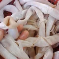 Sá sùng