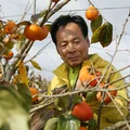 Hồng Hàn Quốc