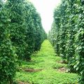 Địa điểm du lịch Phú Quốc: Vườn tiêu Phú Quốc